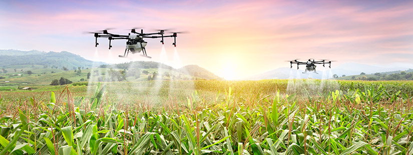 Agriculture,Drone,Fly,To,Sprayed,Fertilizer,On,The,Sweet,Corn